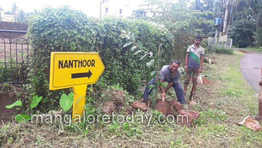 greening Mangaluru 5